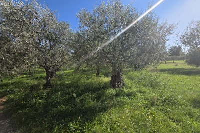 Građevinsko zemljište u okolici Umagu