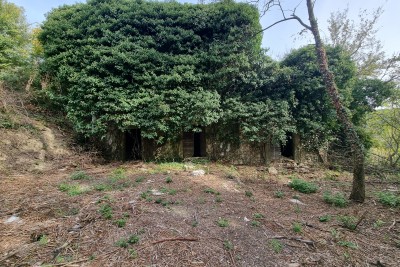 Ruševna kamena kuća okružena šumom u okolici Buja, Krasica